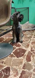 Schnauzer medio ps
