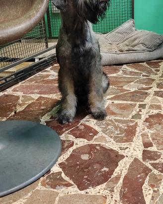 Schnauzer medio ps