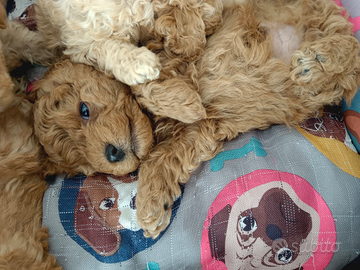 Barboncino Toy Fulvo