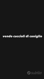 Cuccioli di coniglio