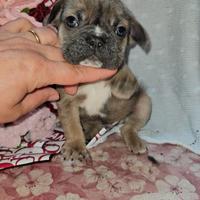 Bulldog Francese blue fawn mini