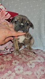 Bulldog Francese blue fawn mini