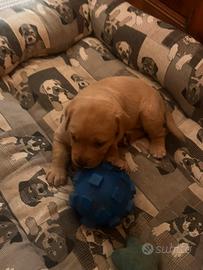 Cucciolo di Labrador