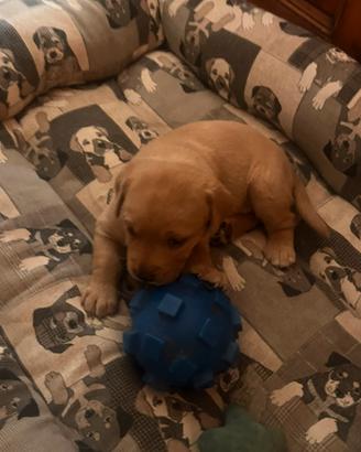 Cucciolo di Labrador