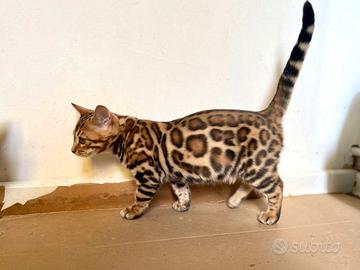 Bengal