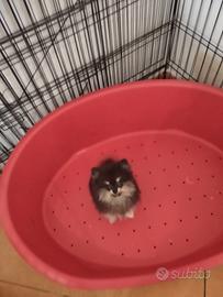 Spitz di Pomerania maschio 