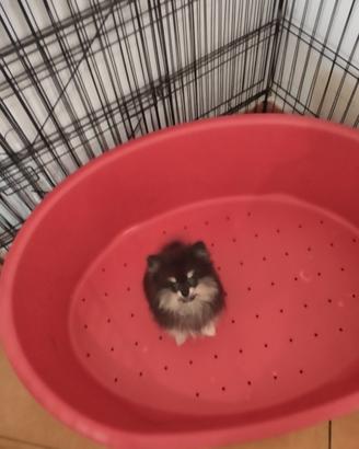 Spitz di Pomerania femmina 