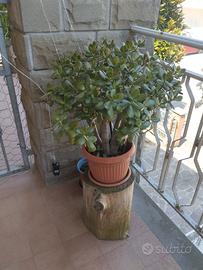 pianta di giada 