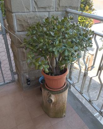 pianta di giada 