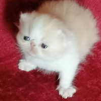 Gattini exotic shorthair. Alta geneologia