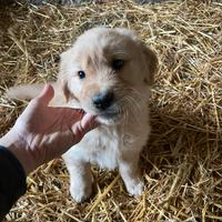 Cuccioli golden retriever