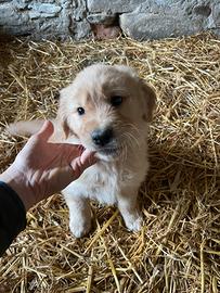 Cuccioli golden retriever