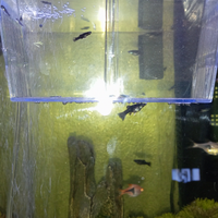 Black molly