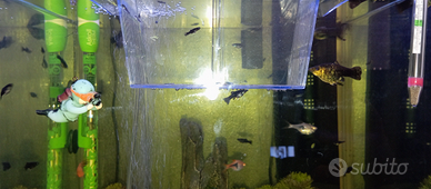 Black molly