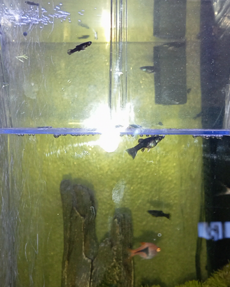 Black molly