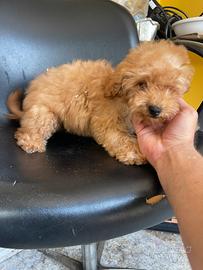 Cuccioli di barboncino nano albicocca