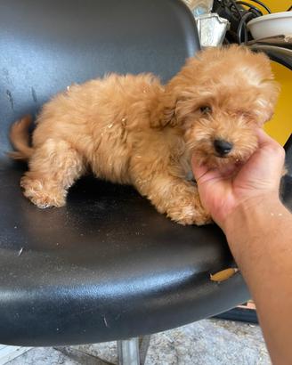 Cuccioli di barboncino nano albicocca