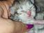 Immagine 4