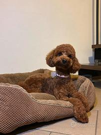 Barboncina red per accoppiamento