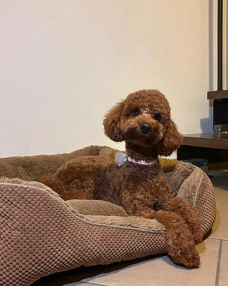 Barboncina red per accoppiamento