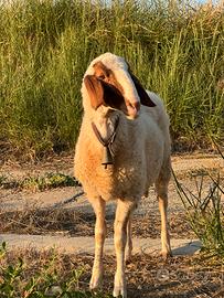 Agnello comisano