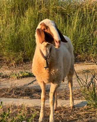 Agnello comisano