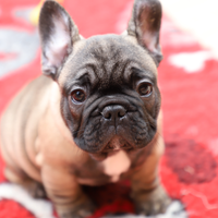 Cuccioli Bulldog Francese. Pedigree Enci