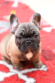 Cuccioli Bulldog Francese. Pedigree Enci