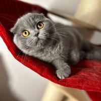 Scottish fold cuccioli