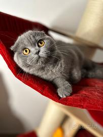 Scottish fold cuccioli