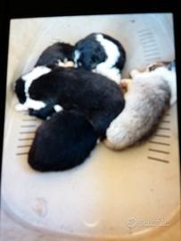 Cuccioli pastore australiano