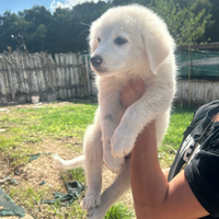 Cucciola pastore maremmano abruzzese