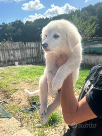 Cucciola pastore maremmano abruzzese