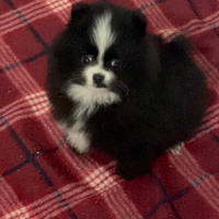 Spita di Pomerania