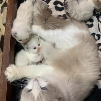 Cuccioli di ragdoll