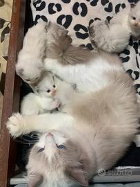 Cuccioli di ragdoll