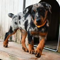 Cucciola BEAUCERON femmina arlecchino