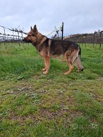 Pastore Tedesco Grigione