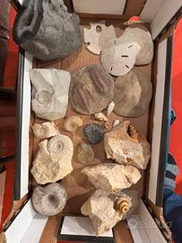 Collezione fossili