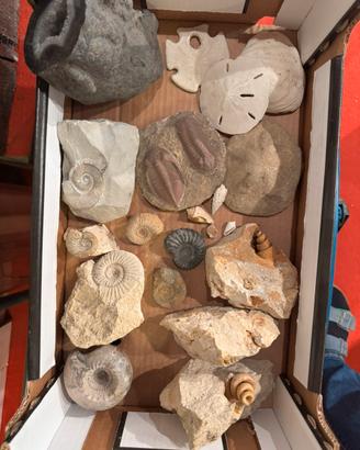 Collezione fossili