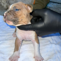 Cuccioli amstaff