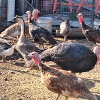 Tacchino italiano ruspante