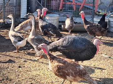 Tacchino italiano ruspante