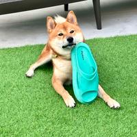 Accoppiamento Shiba Inu