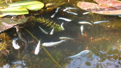 medaka miyuki azzurri,white ,champagne lamè,