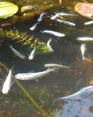 medaka miyuki azzurri,white ,champagne lamè,