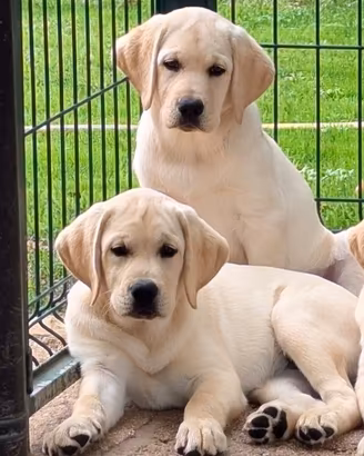 Cuccioli Labrador da allevamento