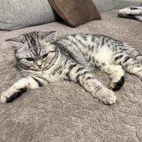 Gattino scottish MIA di 5 mesi