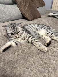 Gattino scottish MIA di 5 mesi