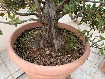 Bonsai leccio